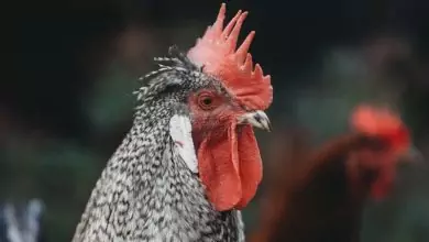 петльовден-именден