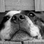 Животни в сънищата