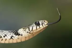 Змиите в сънищата