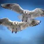 Сънища с птици