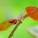 Сънища с насекоми и буболечки