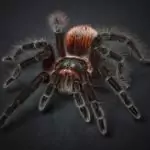 Сънища с паяци