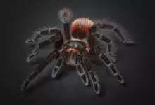 Сънища с паяци