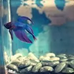 Сънища с риби