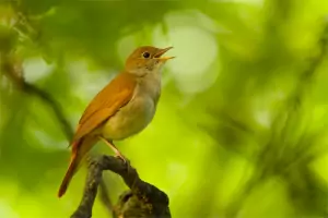 Сънища с птици - Славей/Пойна птица