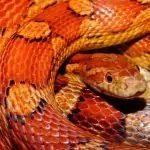 Сънища със змии