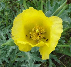 Жълт рогатец Glaucium flavum L.