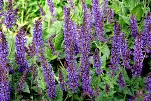 Градински чай Salvia Officinalis
