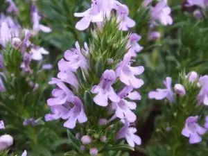 Градинска чубрица Satureja hortensis L.