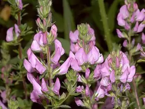 Гръмотрън Ononis spinosa L. Гръмотрън Ononis spinosa L.