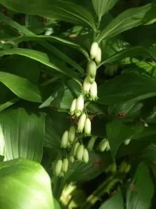 Момкова сълза