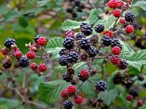 Къпина Rubus L