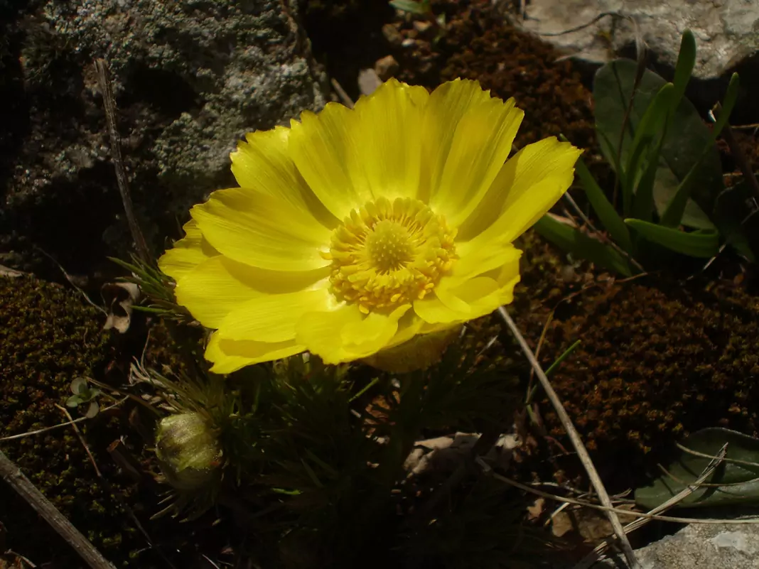 Гороцвет Adonis vernalis L.