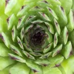 Белоцветен дебелец Semprevivum leucanthum Panc