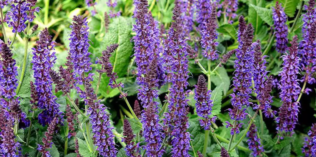 градински чай