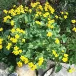 Блатняк Caltha palustris L.