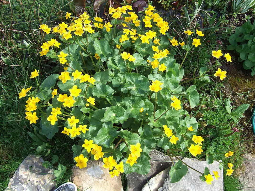 Блатняк Caltha palustris L.