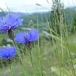 Синя метличина Centaurea Cyanus