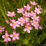 Червен кантарион Centaurium erythraea