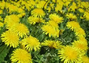 Глухарче Taraxacum Officinale