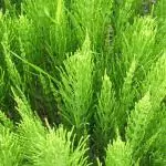 Полски хвощ Equisetum arvense L.