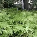 Сладка папрат