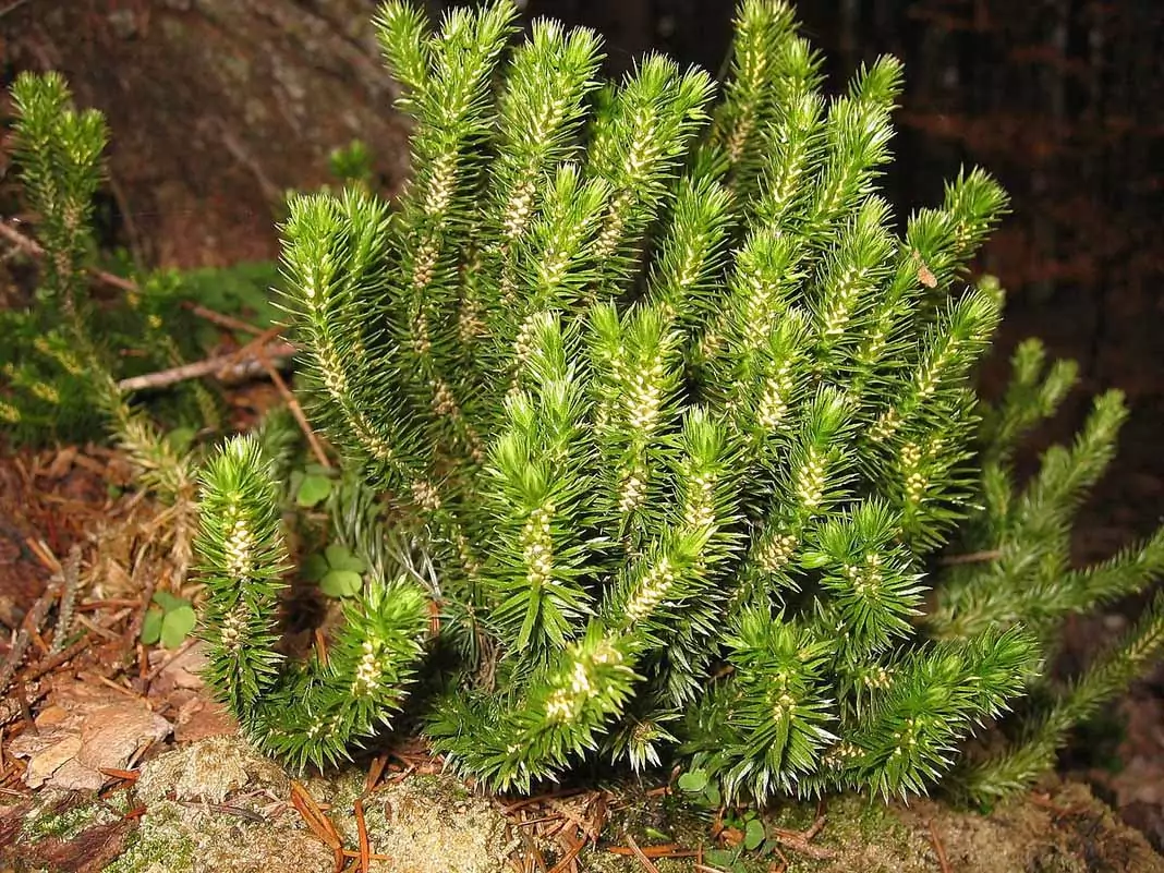 Иглолистен плаун Lycopodium selago L.