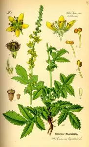 Камшик Agrimonia Eupatoria