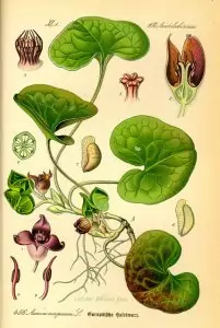 Копитник Asarum europaeum L.
