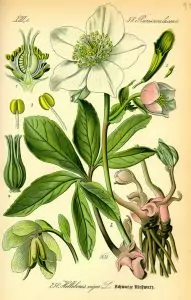 Кукуряк Helleborus odorus W. et K.