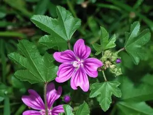 Слез Malva Silvestris