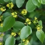 Драка – Paliurus spina-christi Mill. (Paliurus aculeatus Lam.)