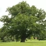 Летен дъб Quercus robur L. (Q. peduncuiata Ehrh)