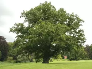 Летен дъб Quercus robur L. (Q. peduncuiata Ehrh)