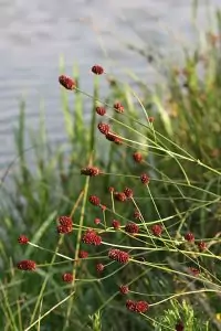 Динка - лечебна Sanguisorba officinalis L.