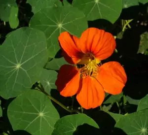 Латинка Tropaeolum majus L.