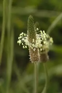 Теснолист жиловлек Plantago laoceolata L.
