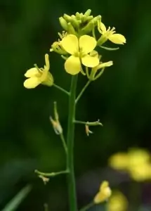 Сарептска горчица Brassica juncea Czern