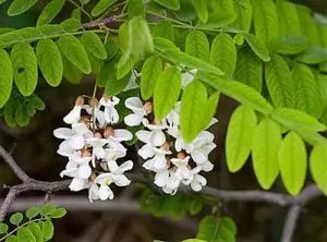 Бяла акация Robinia Pseudoacacia L.