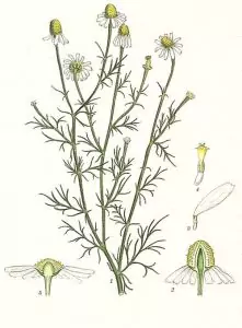 Лайка Matricaria Chamomilla