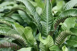 Волски език Phyllitis scolopendrium