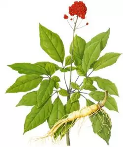 Жен-шен Panax ginseng C. A. Meyer