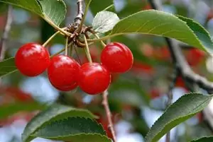 Вишна Prunus cerasus L.