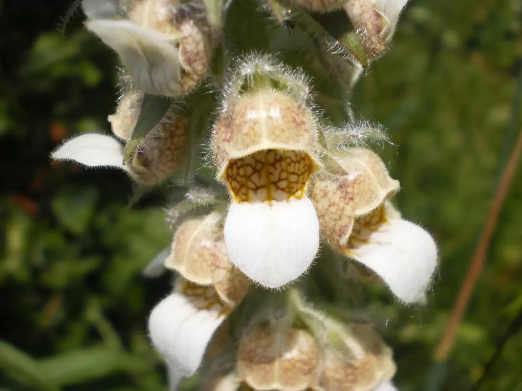 Вълнест напръстник Digitalis lanata Ehrh.