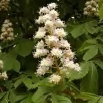 Конски кестен Aesculus hippocastanum L.
