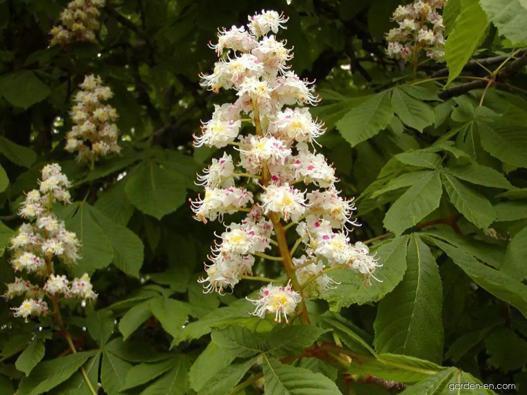 Конски кестен Aesculus hippocastanum L.