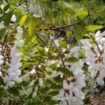 Бяла акация Robinia Pseudoacacia L.