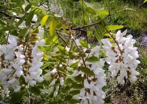 Бяла акация Robinia Pseudoacacia L.