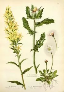 Пресечка Cnicus benedictus L.