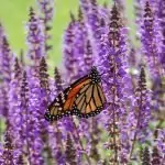 Градински чай Salvia Officinalis